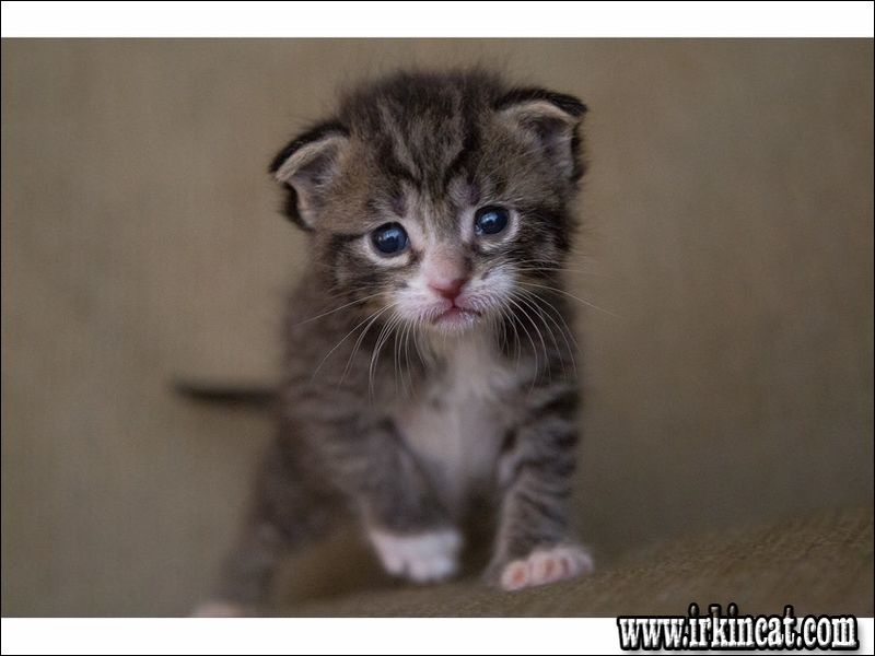 Kitten Adoption Houston