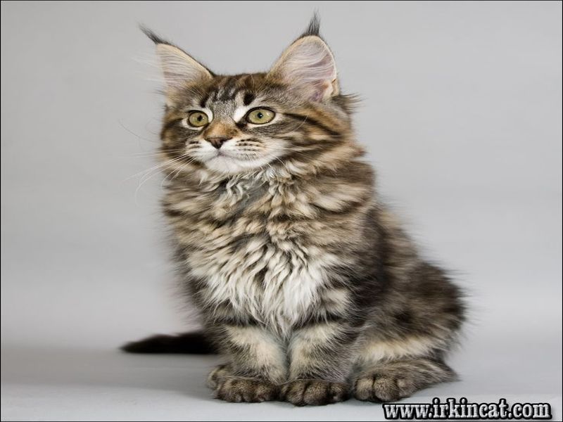 Maine Coon Kittens Milwaukee