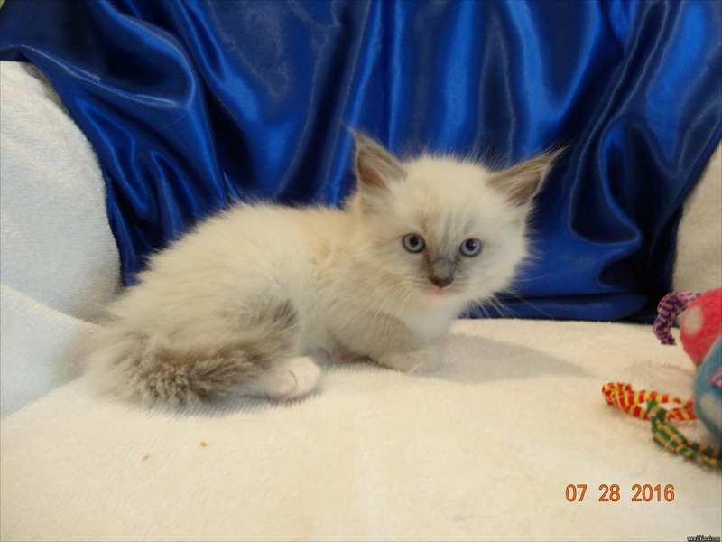 Ragdoll Kittens Columbia Mo