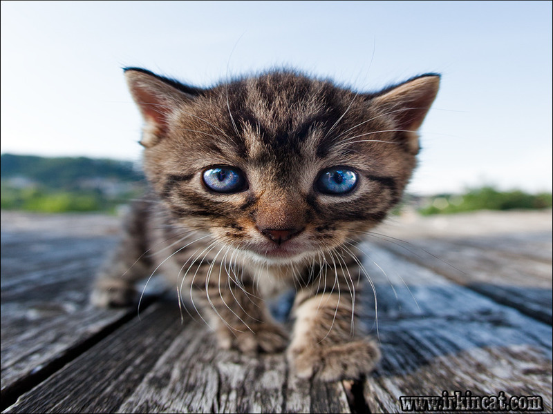 Cute Kitten Contest
