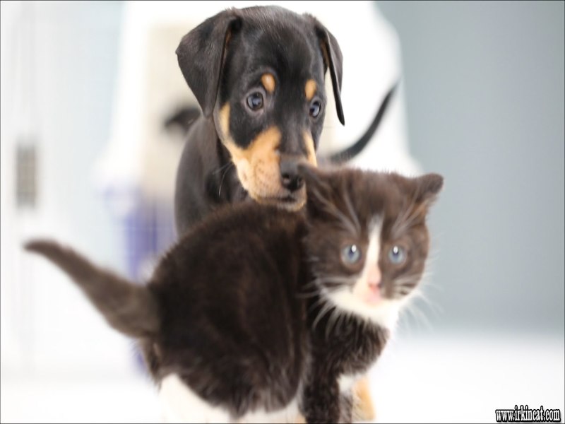 Cute Puppies And Kittens