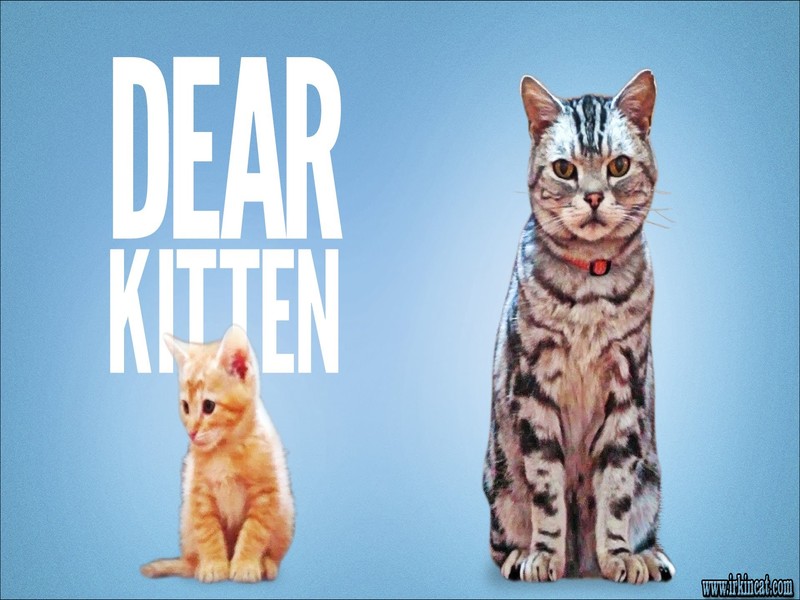 Dear Kitten Videos Vacuum