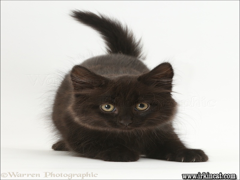 Fluffy Black Kitten