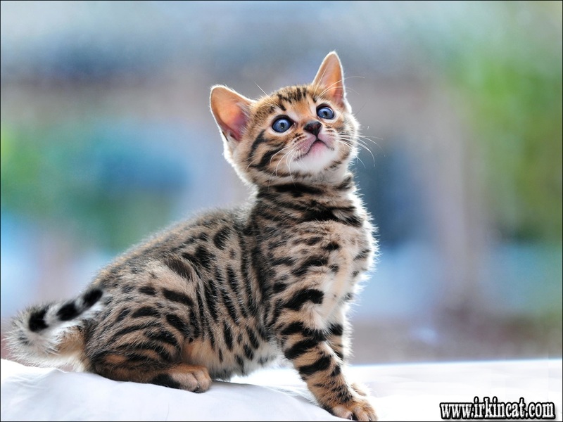 Free Bengal Kittens