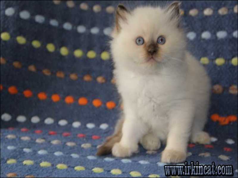 Free Ragdoll Kittens Michigan