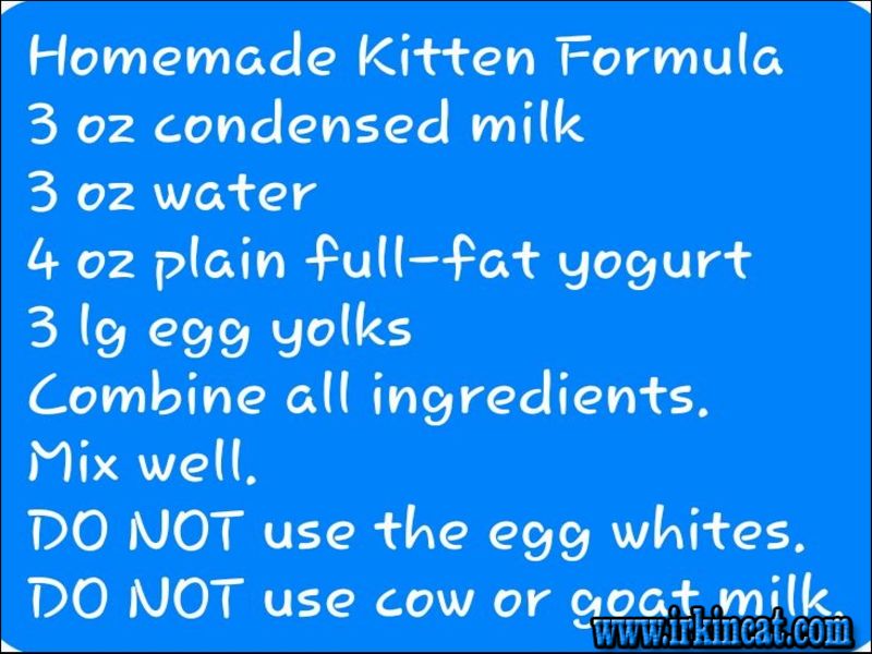 evaporated milk for kittens