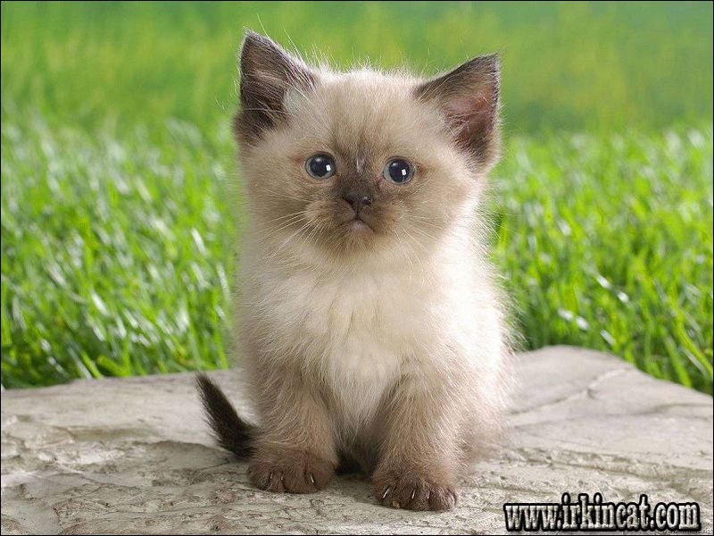 How Much Do Siamese Kittens Cost