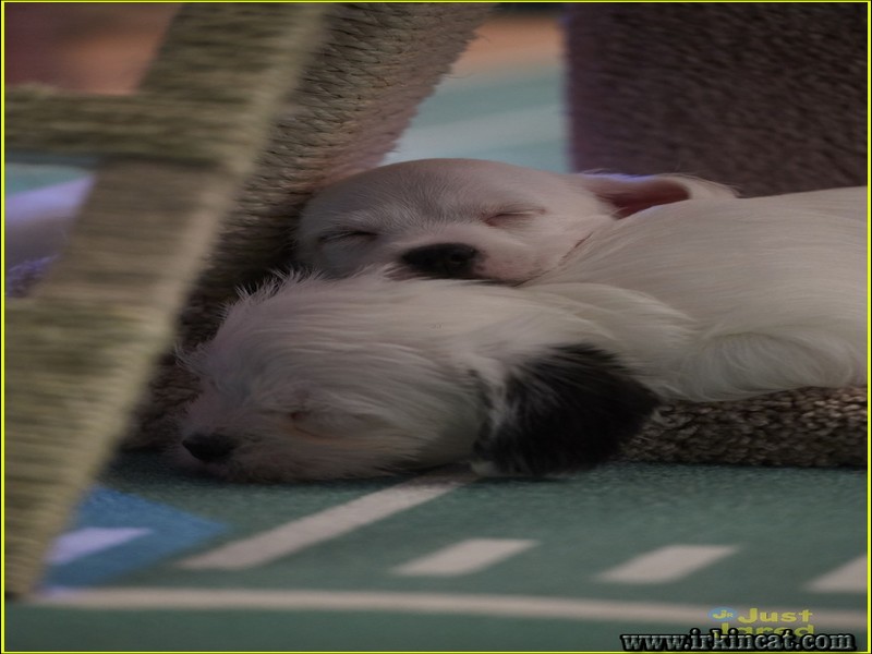 Kitten Bowl Wiki