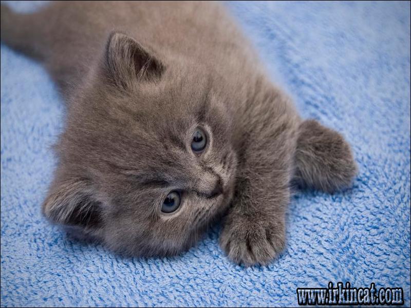 Kitten Names For Grey Kittens