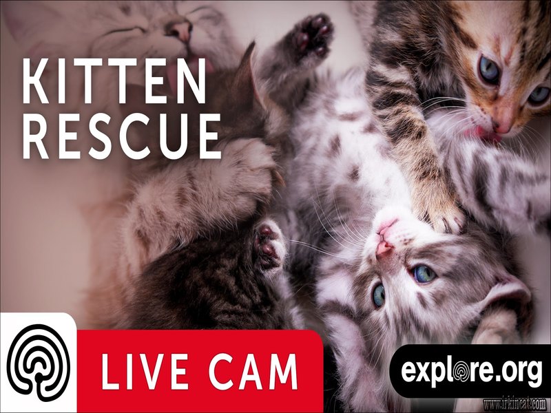 Kitten Rescue Cam