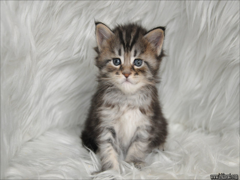 Maine Coon Kitten