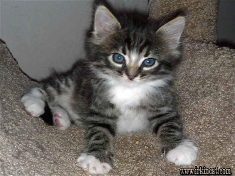 Maine Coon Kittens Florida Adoption