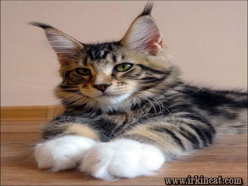 Maine Coon Kittens Fort Worth