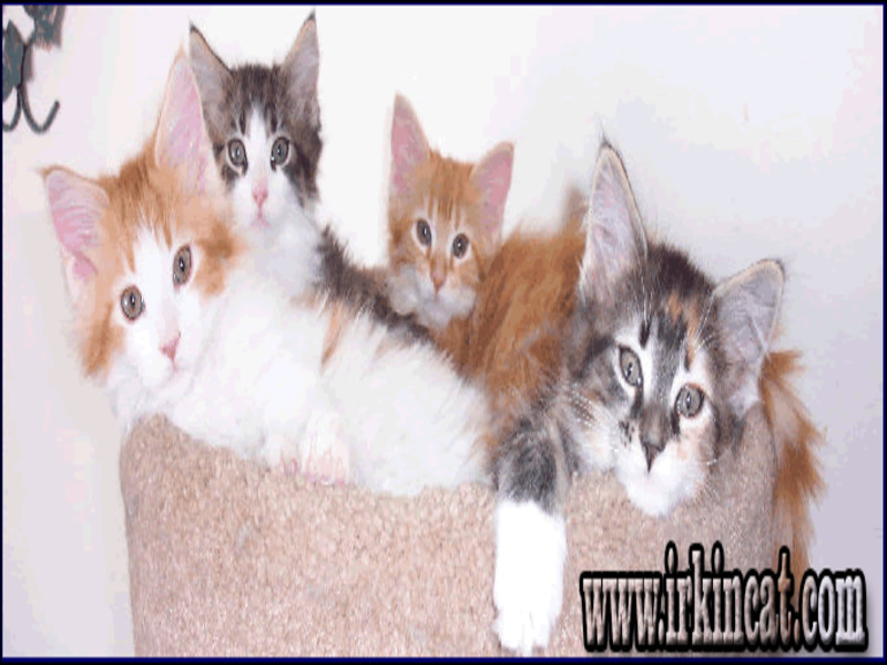Maine Coon Kittens Indianapolis