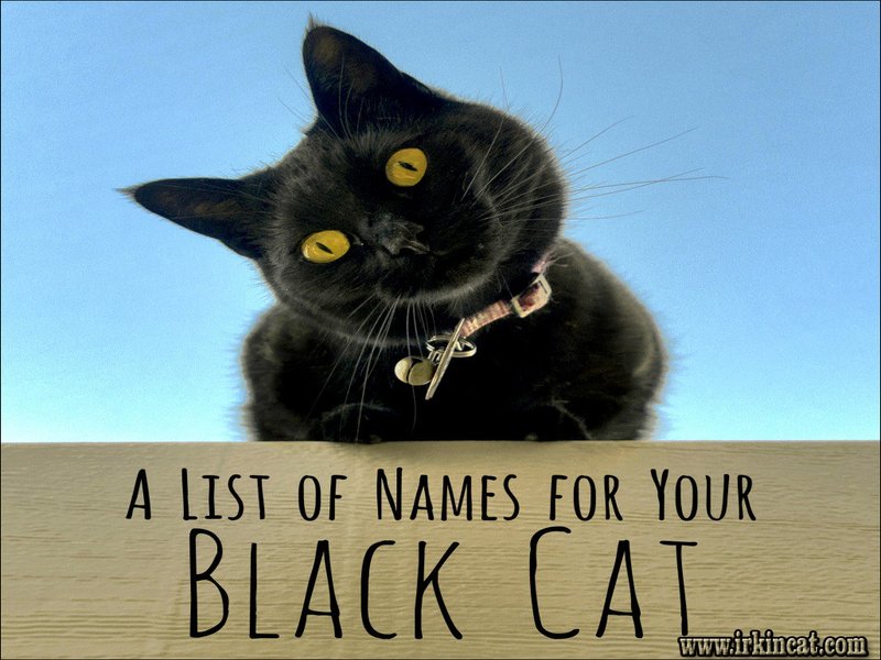 Names For Black Kittens