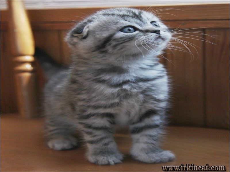 Scottish Fold Munchkin Kittens For Adoption