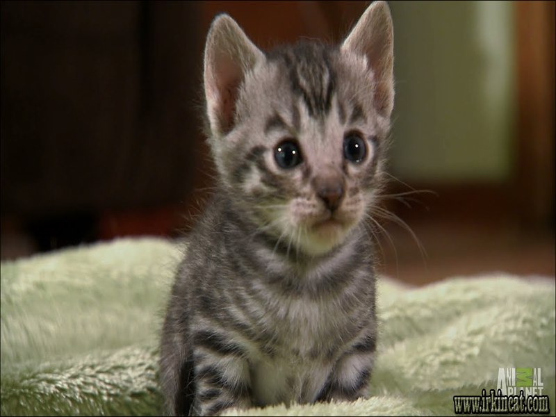 Too Cute Kittens Full Episode