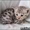 Notes on Adopt A Bengal Cat in an Easy to Follow Order