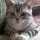 The Appeal of American Shorthair Kittens For Sale