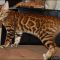 Buying Bengal Cat For Sale In Pa