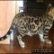 The Key to Successful Bengal Cat For Sale Mn