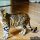 How to Find Bengal Cats For Sale Iowa on the Web