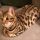 Rumored News on Bengal Cats For Sale Nj Uncovered