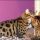 Bengal Cats For Sale Ohio Reviews & Guide