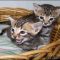 One of the Most Ignored Answers for Bengal Kittens For Sale In Ct