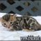 Bengal Kittens For Sale In Florida Ideas