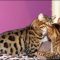 The Basic Facts of Bengal Kittens For Sale In Ga