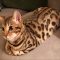 Get the Scoop on Bengal Kittens For Sale In Nj Before You’re Too Late