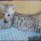 Underrated Questions on Bengal Kittens For Sale In Ny