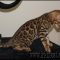 The Foolproof Bengal Kittens For Sale In Va Strategy