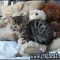 What You Don’t Know About Bengal Kittens For Sale Sc