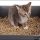 Where to Find Best Cat Litter For Kittens