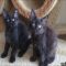 Everything You Need to Know About Black Maine Coon Kittens