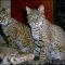 Definitions of Bobcat Hybrid Kittens For Sale