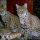 The Appeal of Bobcat Kitten For Sale