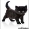 The Undeniable Reality About Boy Black Cat Names That No One Is Telling You
