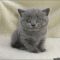 British Shorthair Kittens For Adoption – the Story