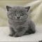 Buying British Shorthair Kittens Price