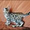The Little-Known Secrets to Buy A Bengal Cat
