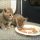 How to Choose Can Kittens Eat Cat Food
