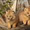 Buying Canadian Lynx Kittens For Sale