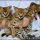 A Deadly Mistake Uncovered on Caracal Kittens For Sale and How to Avoid It