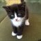 Top Cute Black and White Kitten Names for Your Adorable Feline Friend