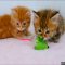 The Ultimate Guide to Cute Kittens Playing: Tips, Tricks, and Heartwarming Moments