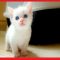 Everything You’ve Ever Wanted to Know About Cute White Kittens