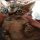 Top Guide of Devon Rex Kittens For Adoption